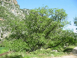 Jahannam Valley, Akkar